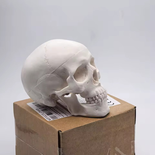 Human skull model for - skull,