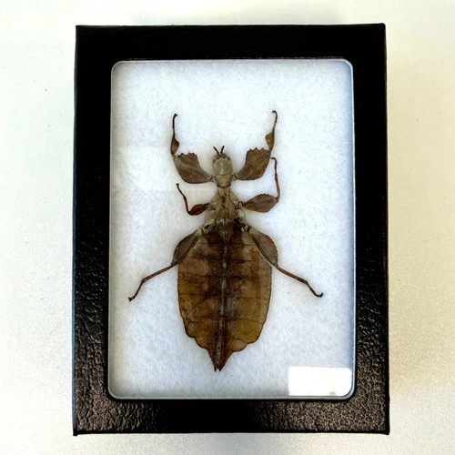 Framed preserved real giant - framed,