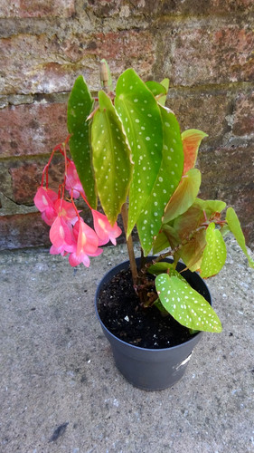 Begonia tamaya albopicta - begonia,