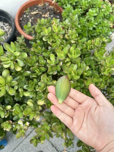 X12 crassula ovata - ovata, succulent