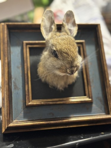 Wild rabbit roadkill taxidermy - wild,