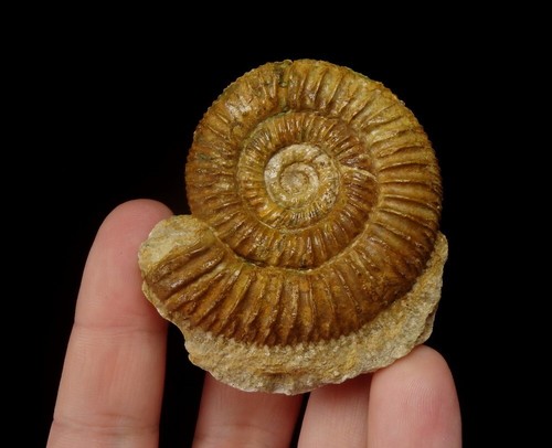Ammonite perisphinctes - perisphinctes, -----