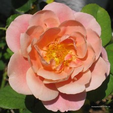 Peach Sunblaze - Patio Rose FREE NATIONWIDE DELIVERY