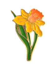 A Lovely Colourful DAFFODIL
