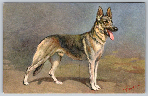 C1940s alsatian wolfhound - alsatian,