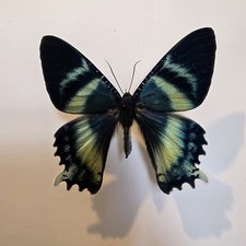 Alcides Orontes Zodiac Sunset