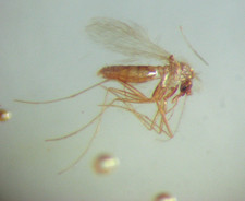 Pliocene amber kenya africa - kenya,