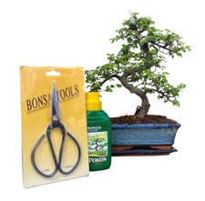 Chinese Elm Bonsai Tree  9