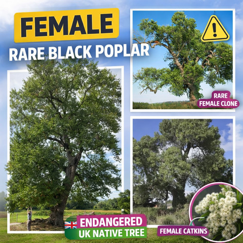 Black poplar tree female clone - poplar,