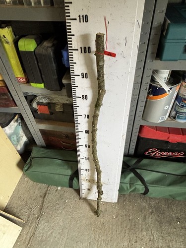 Apple walking stick shank - apple,