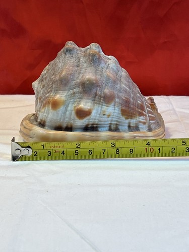 Natural bullmouth helmet - natural,