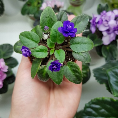 Trailer african violet - trailer,