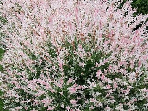 Flamingo willow salix - flamingo,