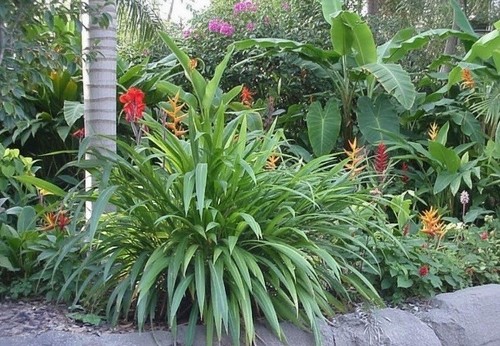 Setaria palmifolia palm grass - setaria,