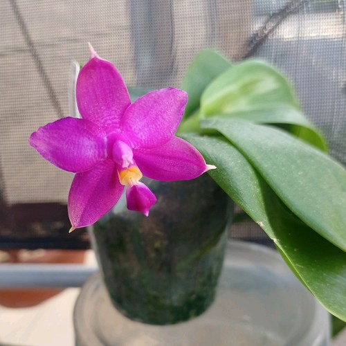 Phalaenopsis mituo hsien - mituo,
