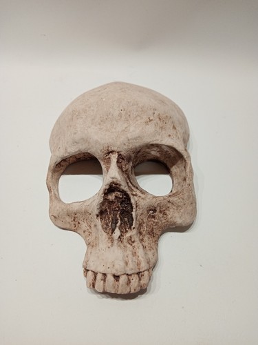Human half skull - skull,