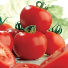 3 X Ailsa Craig Tomato Plug