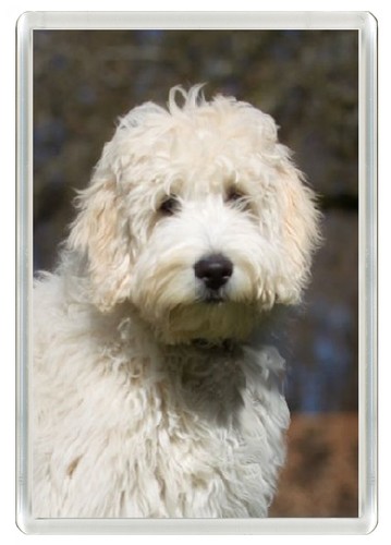 Labradoodle dog fridge magnet - dog,