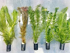 Live Aquarium Cold Water