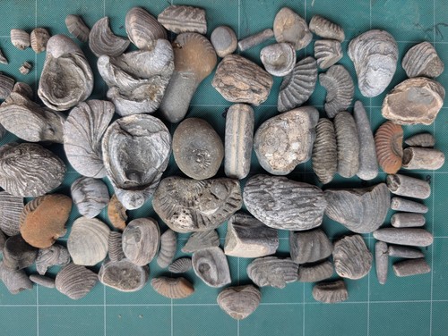 Large jurassic fossil - large,