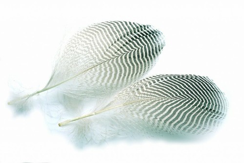 Teal flank feathers for fly - teal,