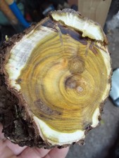 Smoke Bush Cotinus Knotty Log Wood turning Blank 2 months dry seasoned