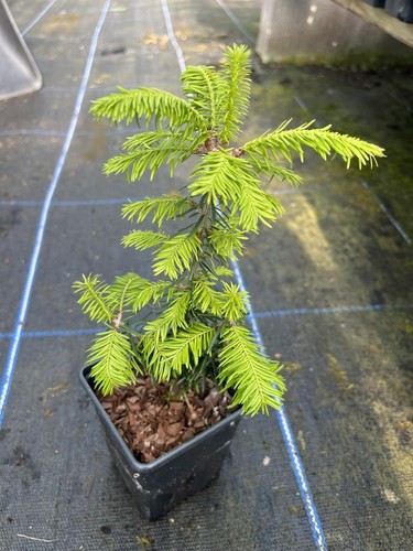 Balsam fir 20cm - fir, 10/20cm