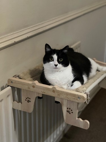 Cat kitten hanging - cat, radiator