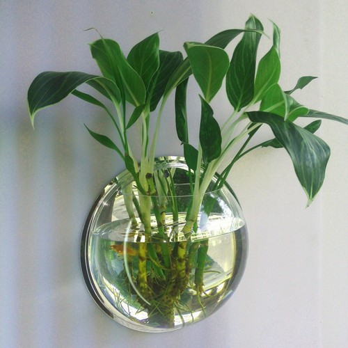 Wall mounted fish tank - tank, acrylic
