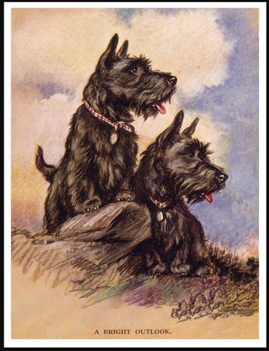 Scottish terrier dogs lovely - terrier,