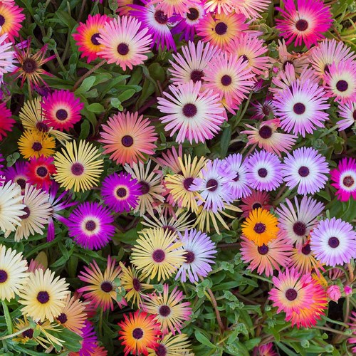 Colourful livingstone daisy - livingstone,