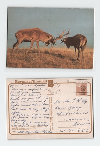 Vintage postcard rutting stags - postcard,