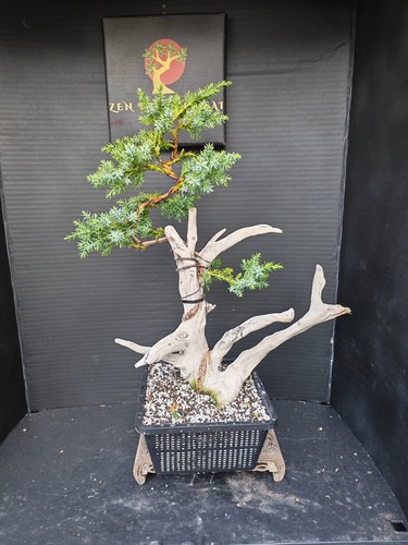 Tanuki needle juniper - tanuki,
