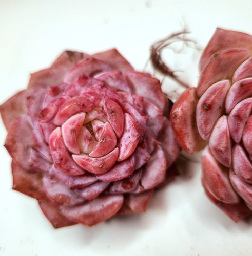 Echeveria amzing grace - echeveria,