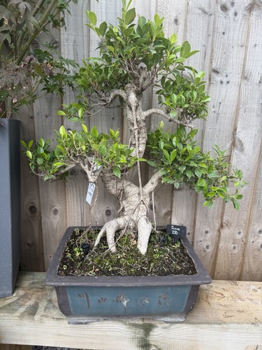 Large ficus bonsai - ficus,