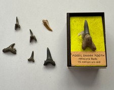 Fossilised Sharks Teeth set of
