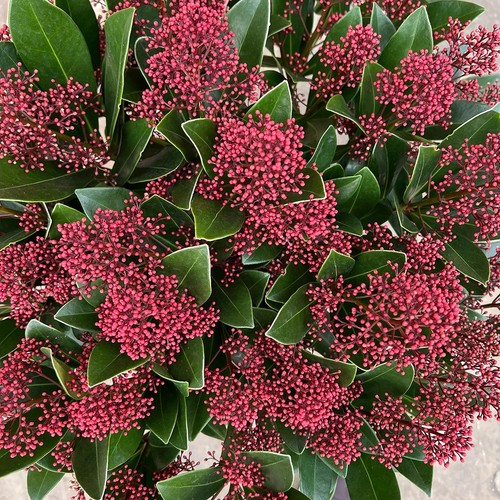 Super skimmia japonica - 1x,
