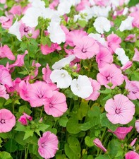 Rose mallow lavatera - mallow,