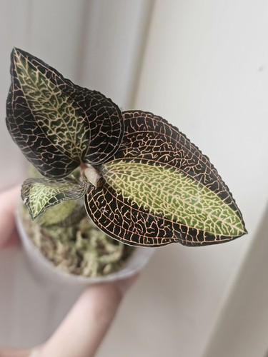 Anoectochilus roxburghii - anoectochilus,