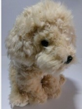 Golden Shih Tzu x poodle with