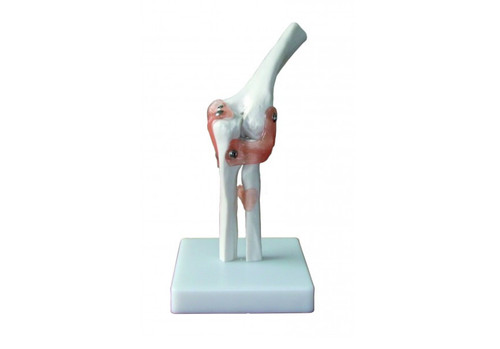 Life size anatomical elbow - life,