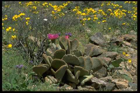 032053 flowering beavertail - 032053,