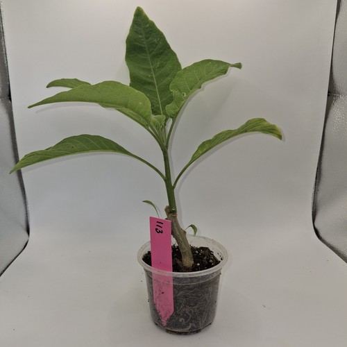 Brugmansia pink rooted - brugmansia,