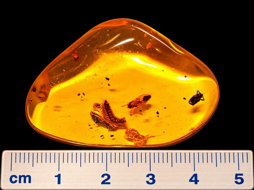 Amber fossil pebble with - amber,