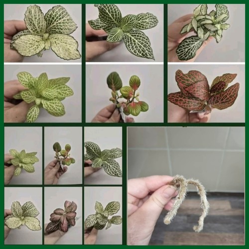 Terrarium plants bundle - plants,