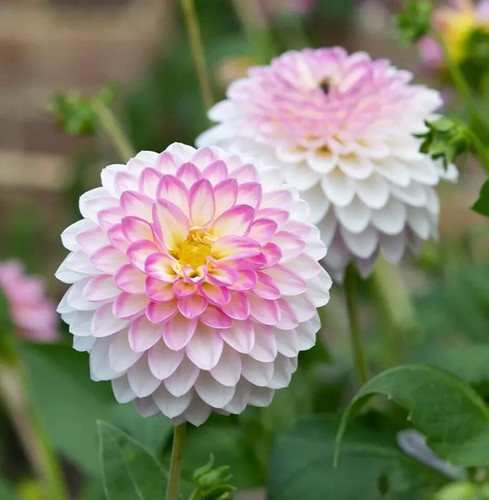 Dahlia arbatax decorative - dahlia,