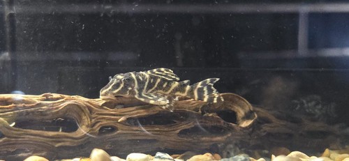 Hypancistrus debilittera l129 - hypancistrus,