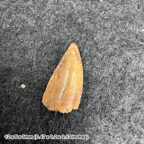 Genuine raptor dinosaur tooth