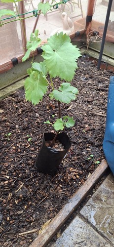Grapevine eating and for wine - grapevine,
