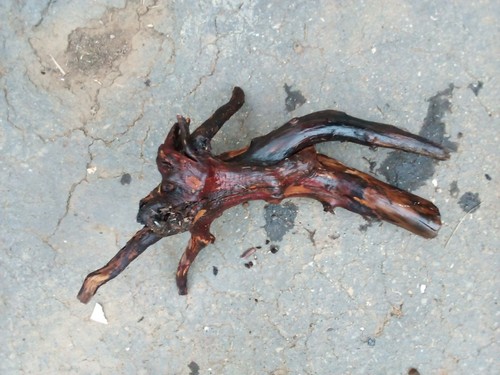 Genuine reptile manzanita - reptile,